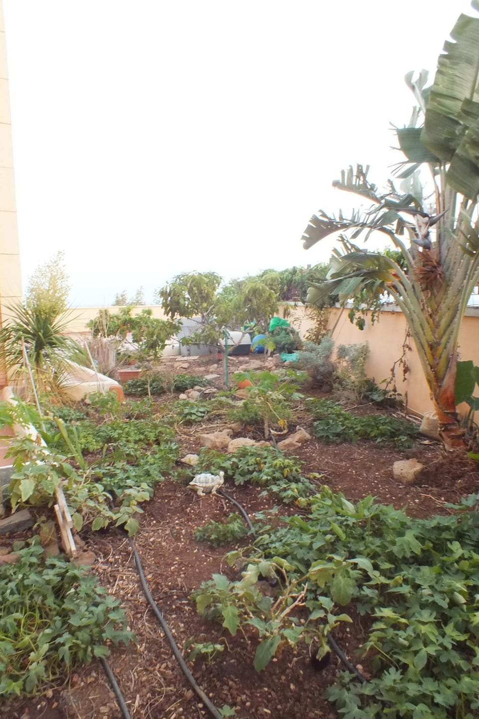 Casa Nea Vacation rental in Canary Islands