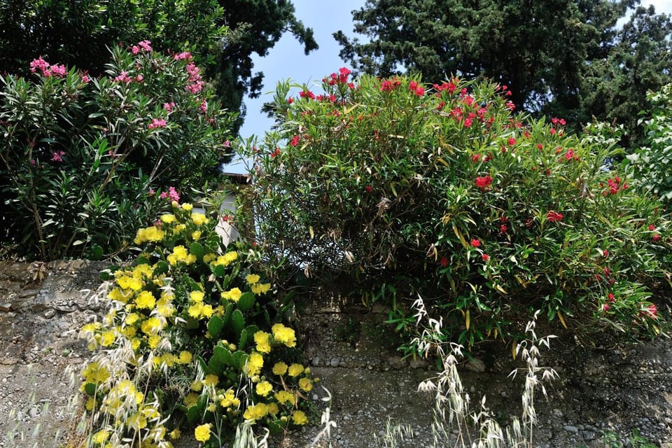 Natural landscape, Garden view