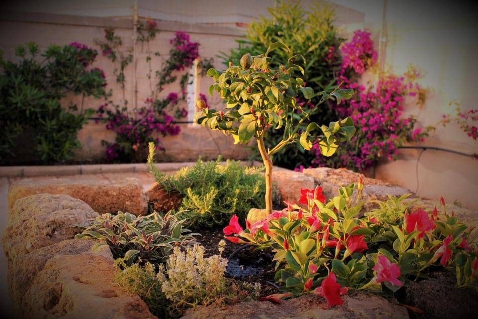 Patio, Patio, Garden view, Garden view