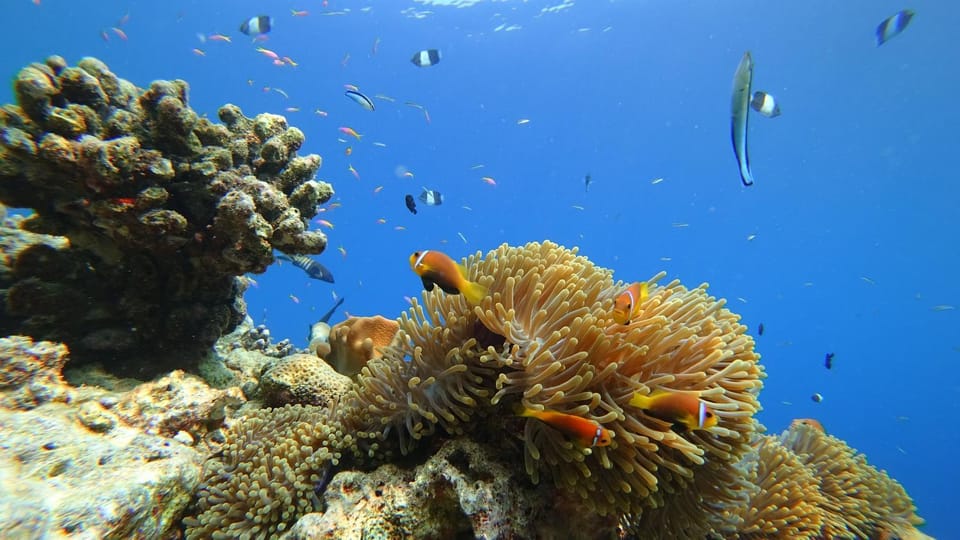 Off site, Snorkeling, Animals