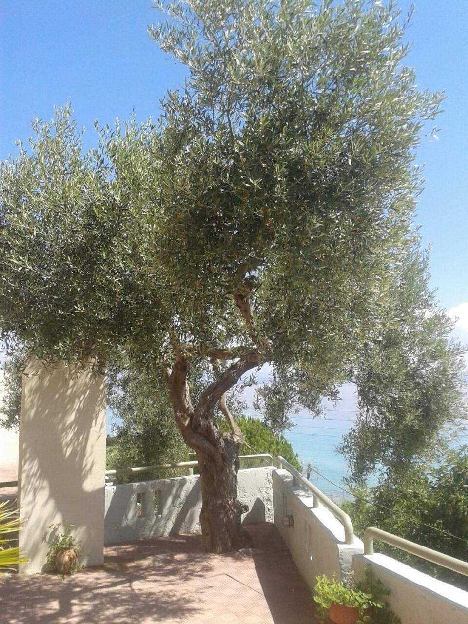 Studios Afitos Apartment hotel in Halkidiki