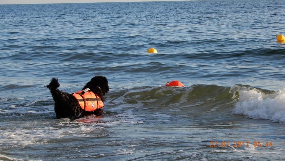 Activities, Diving