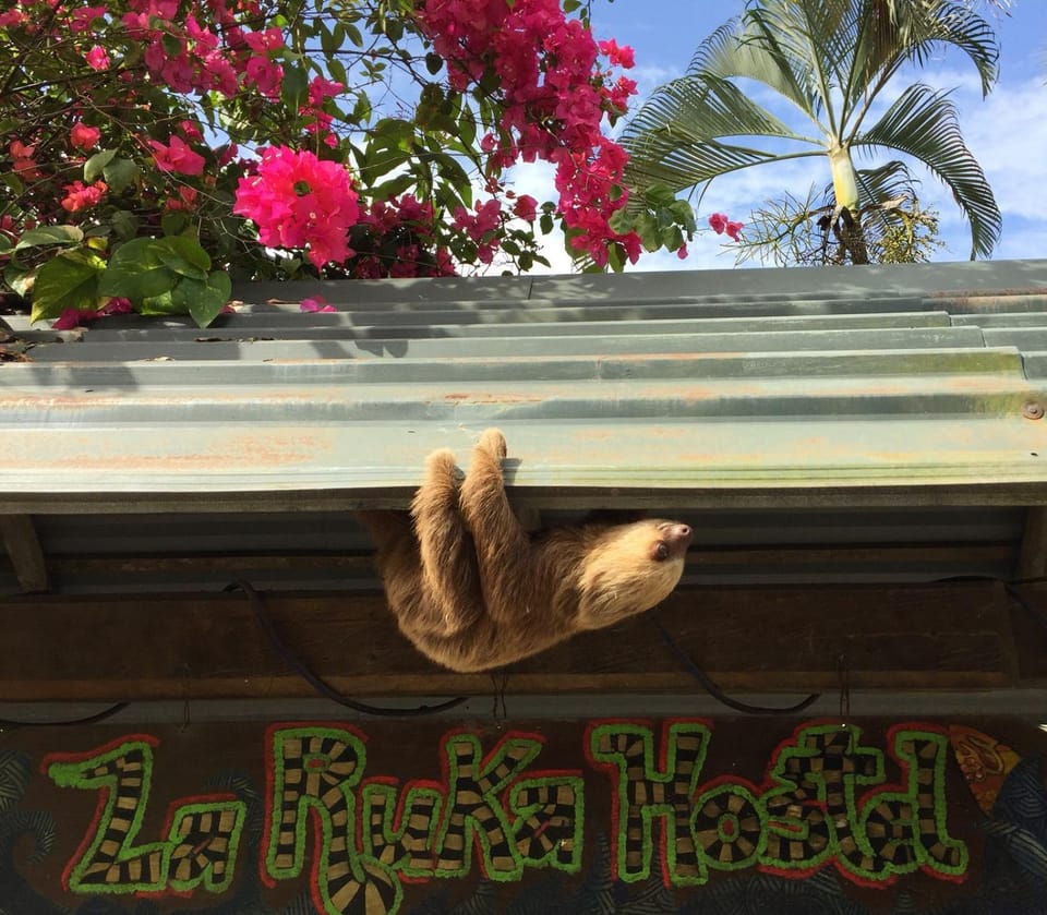 Facade/entrance, Animals