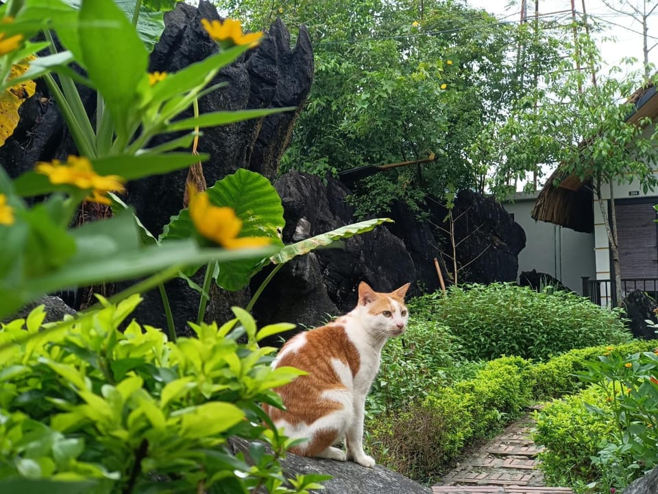 Day, Garden, Garden, Pets