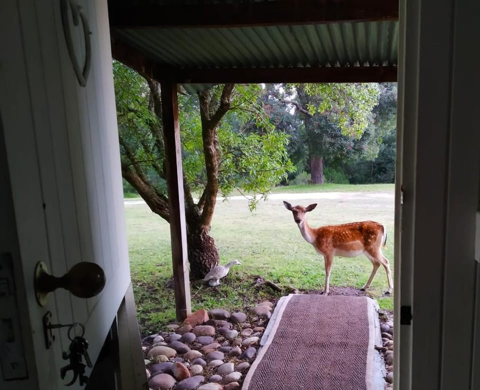 View (from property/room), Animals, Garden view