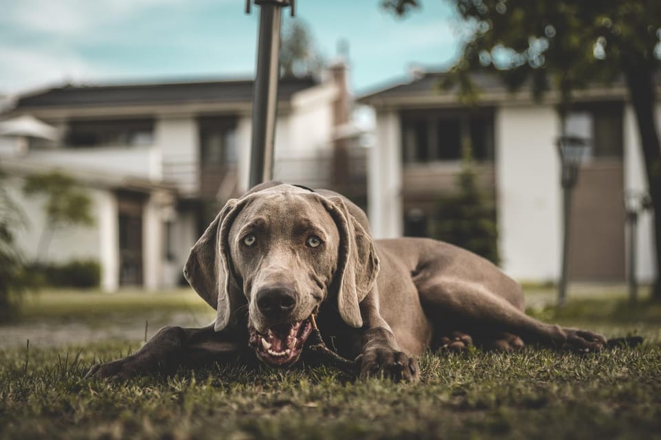 Animals, Pets