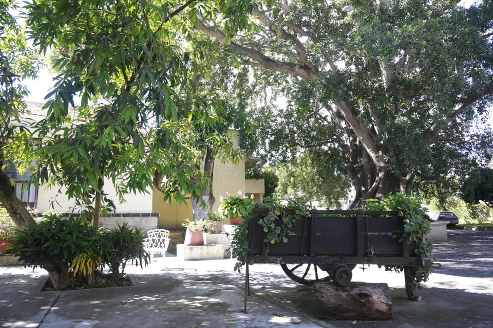 Day, Garden view