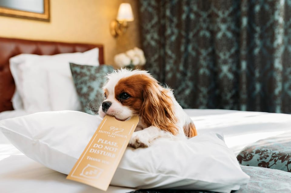 Pets, pet friendly