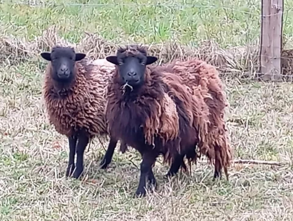 Moulin de la Diversiere, gîtes avec piscine en pleine nature Bed and Breakfast in Centre-Val de Loire