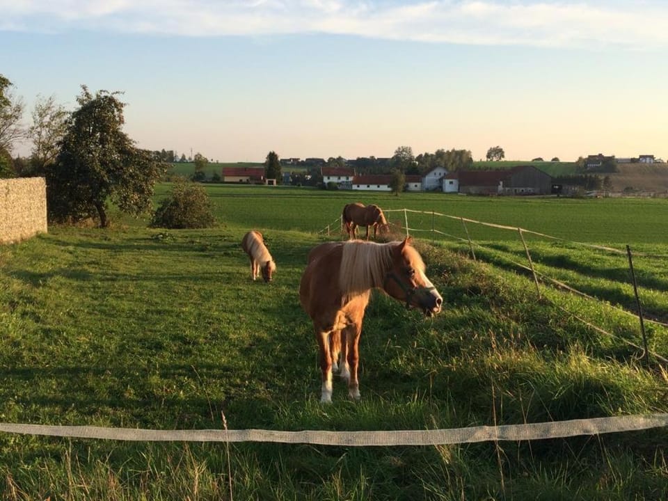 Natural landscape, Animals