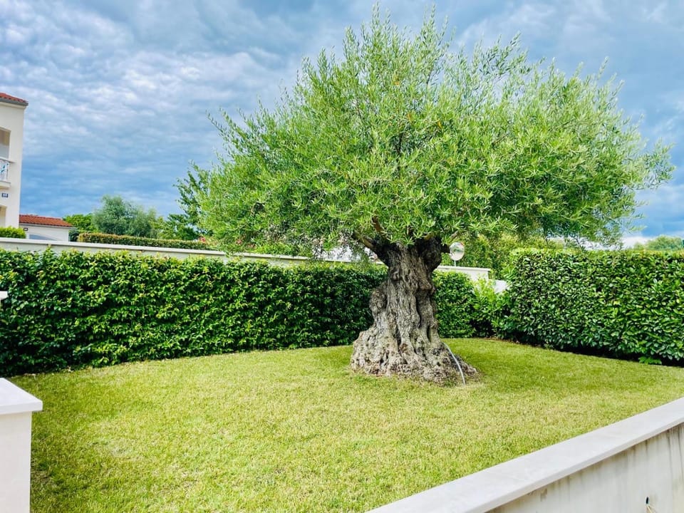 Villa Ulivo Apartments Apartment in Istria County