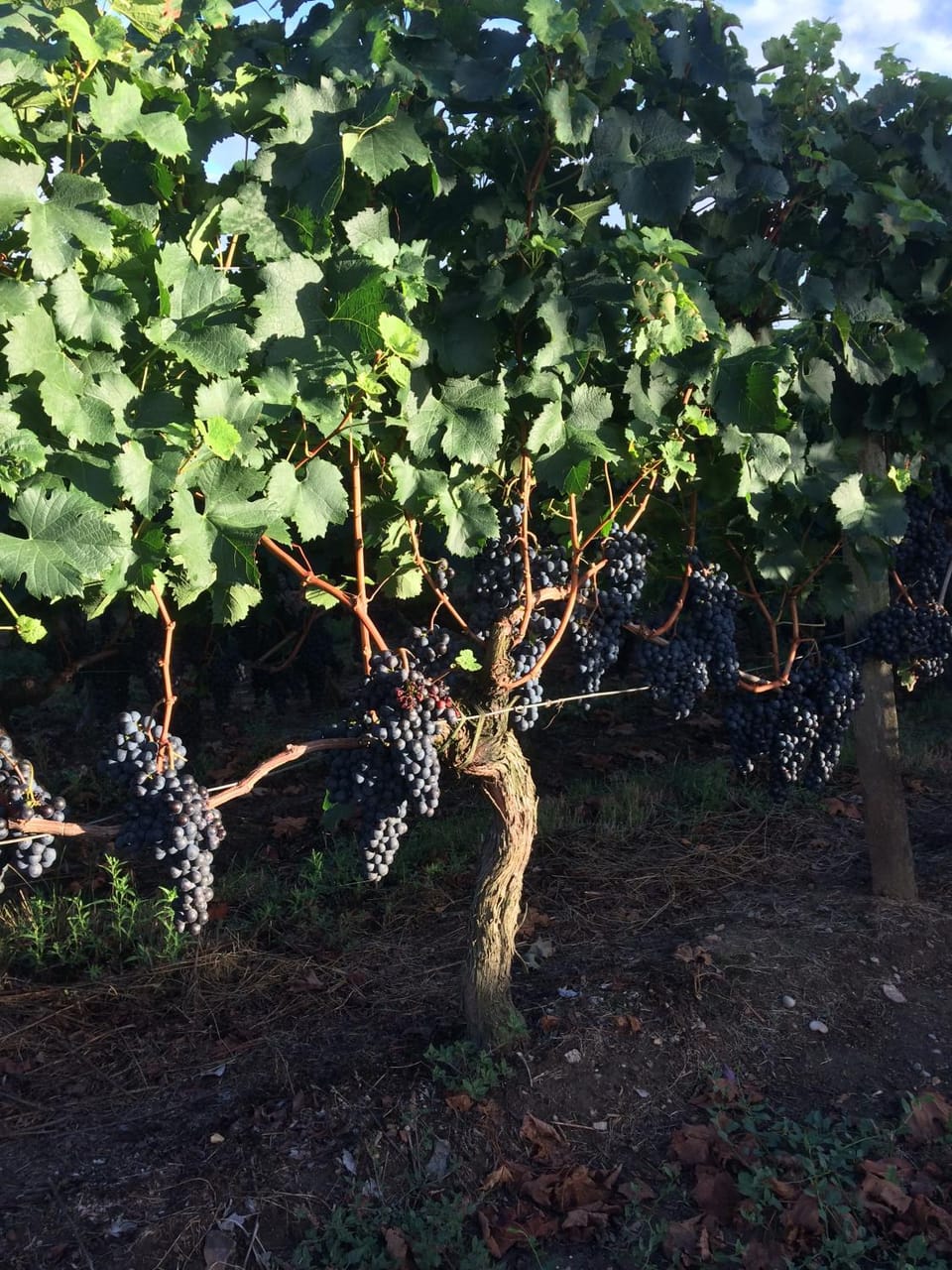 Au charmant des vignes Bed and Breakfast in Occitanie