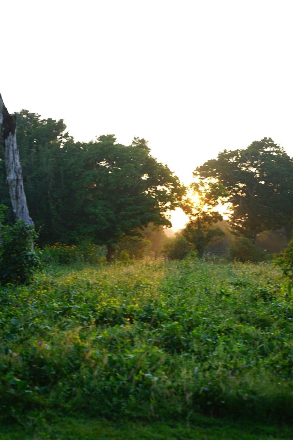 Yala Wild House Campground/ 
RV Resort in Southern Province