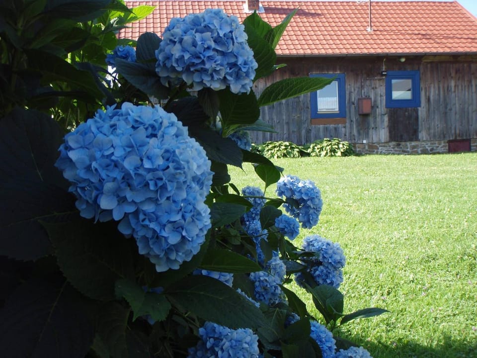 Spring, Day, Garden, Garden view