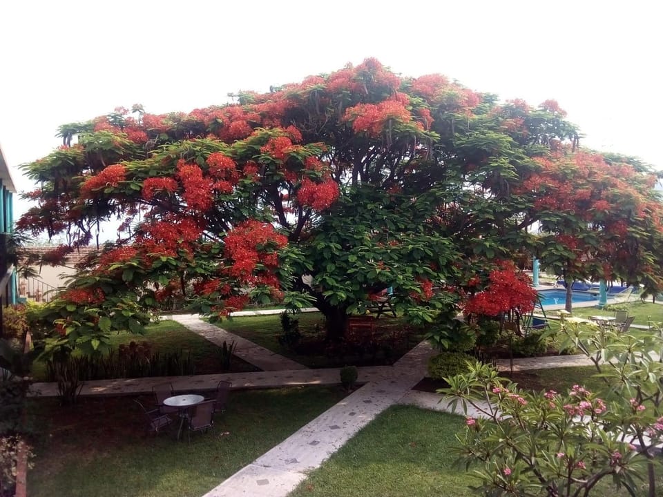Garden view