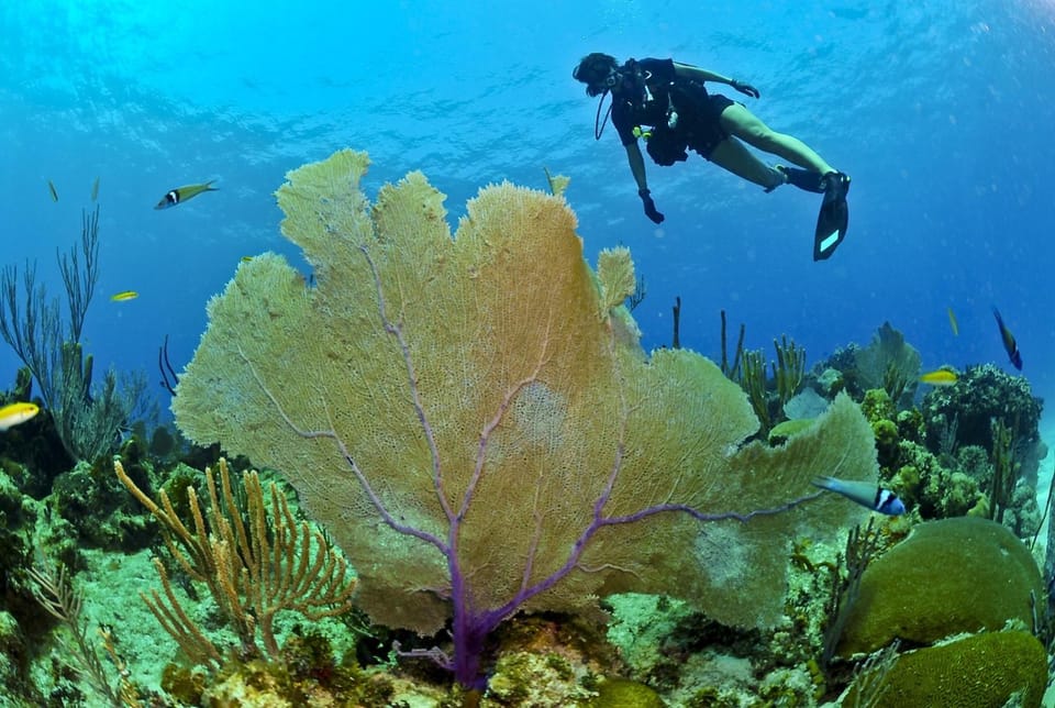Snorkeling, Diving