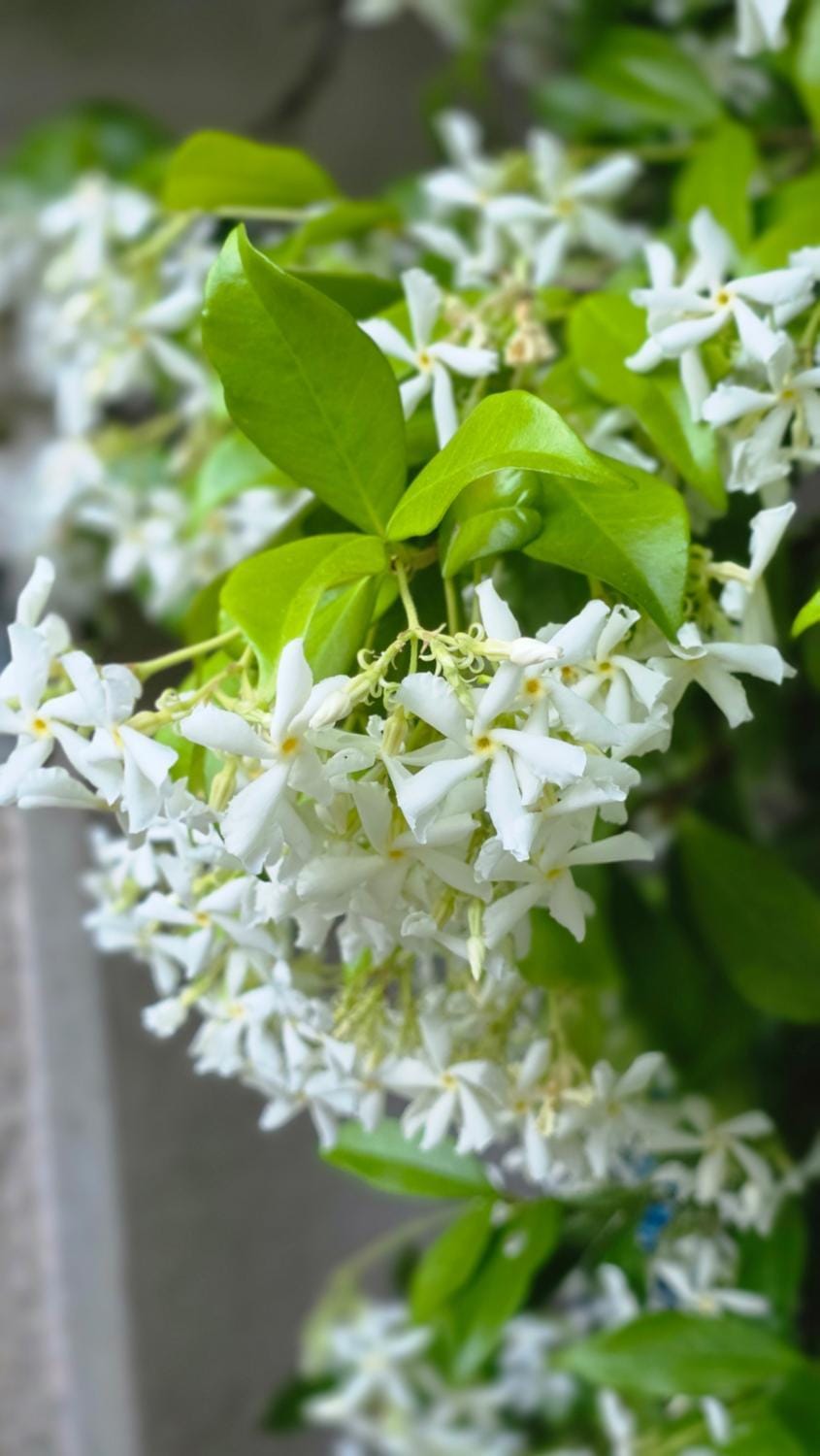 Spring, Day, Garden