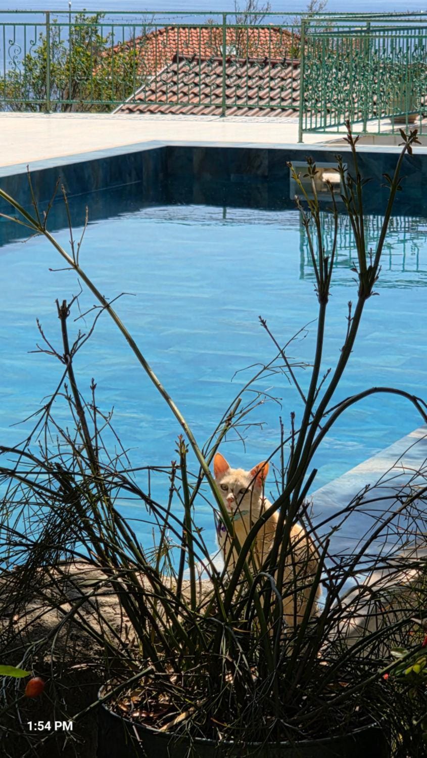 Boutique Home Saltaragazza Apartment in Budva Municipality