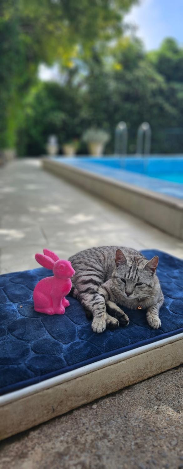 Day, Pets, Swimming pool