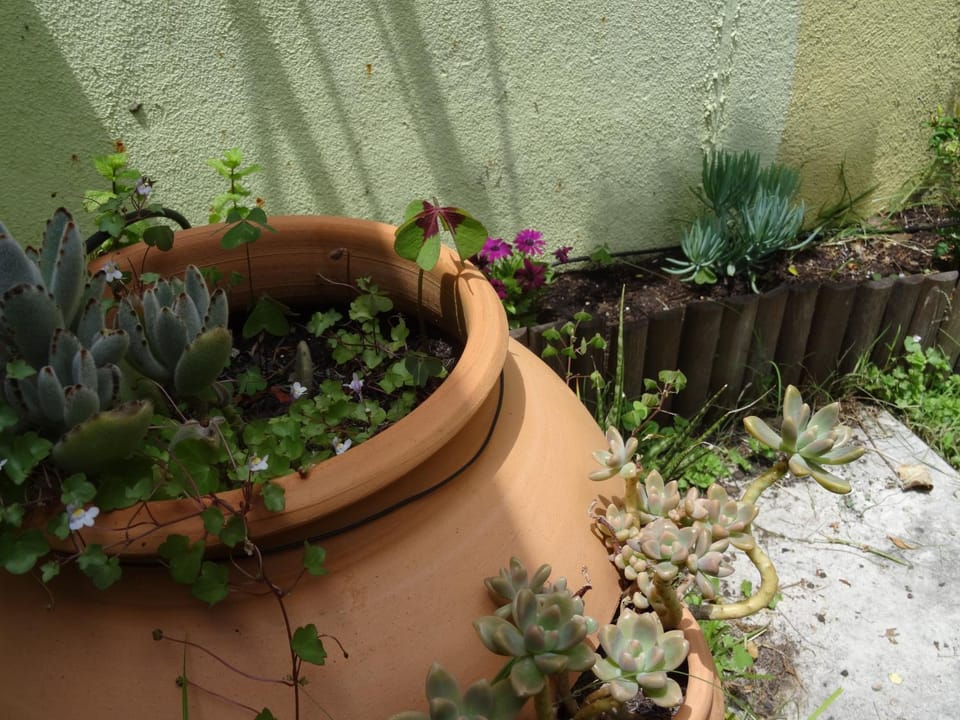 Spring, Garden, Garden view