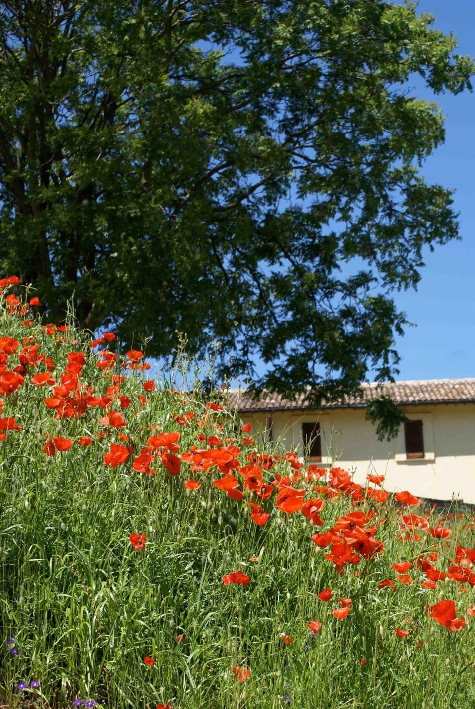 Garden view