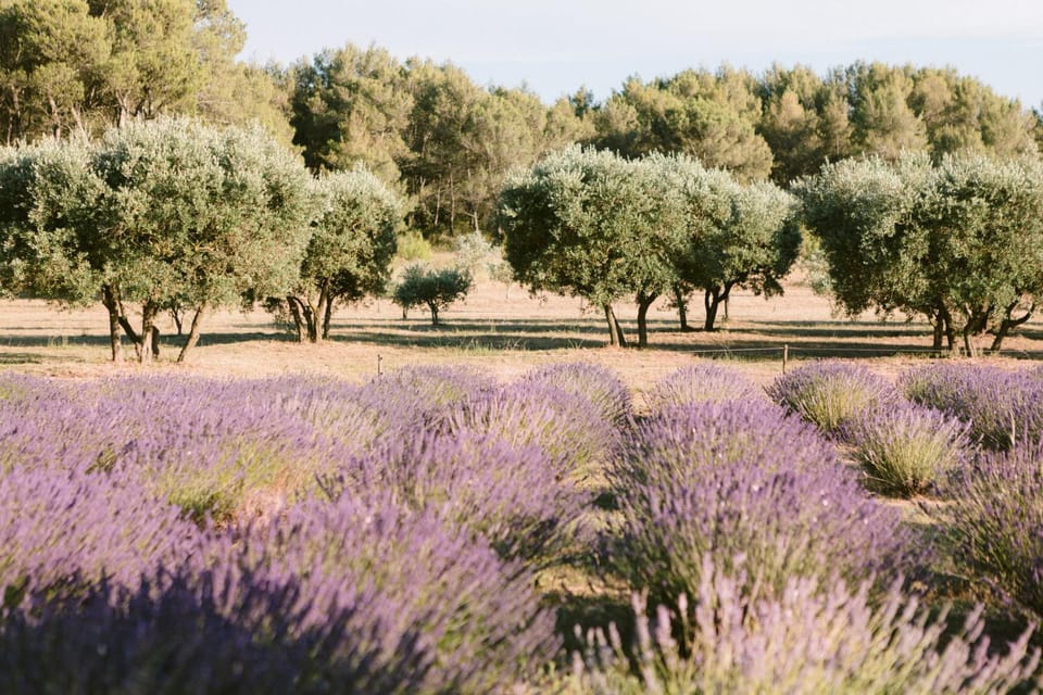 Day, Natural landscape, Garden, Garden view