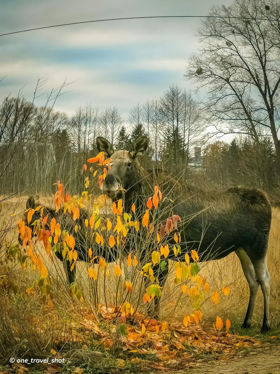 Day, Animals