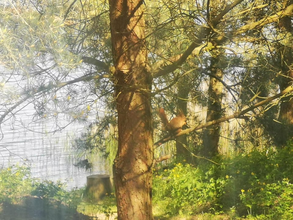 Spring, View (from property/room), Animals, Animals