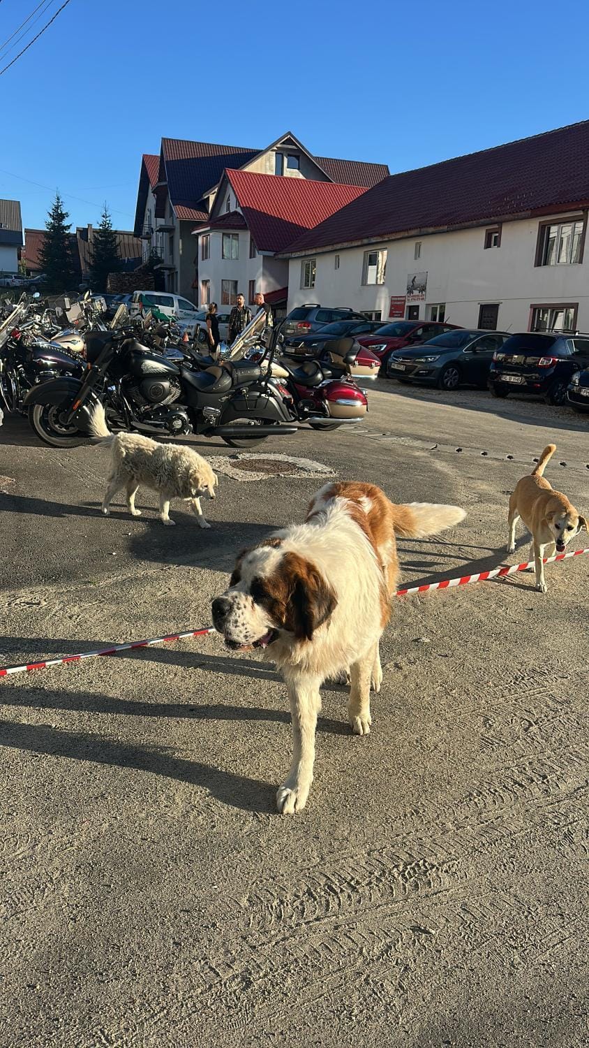 Pets, Parking