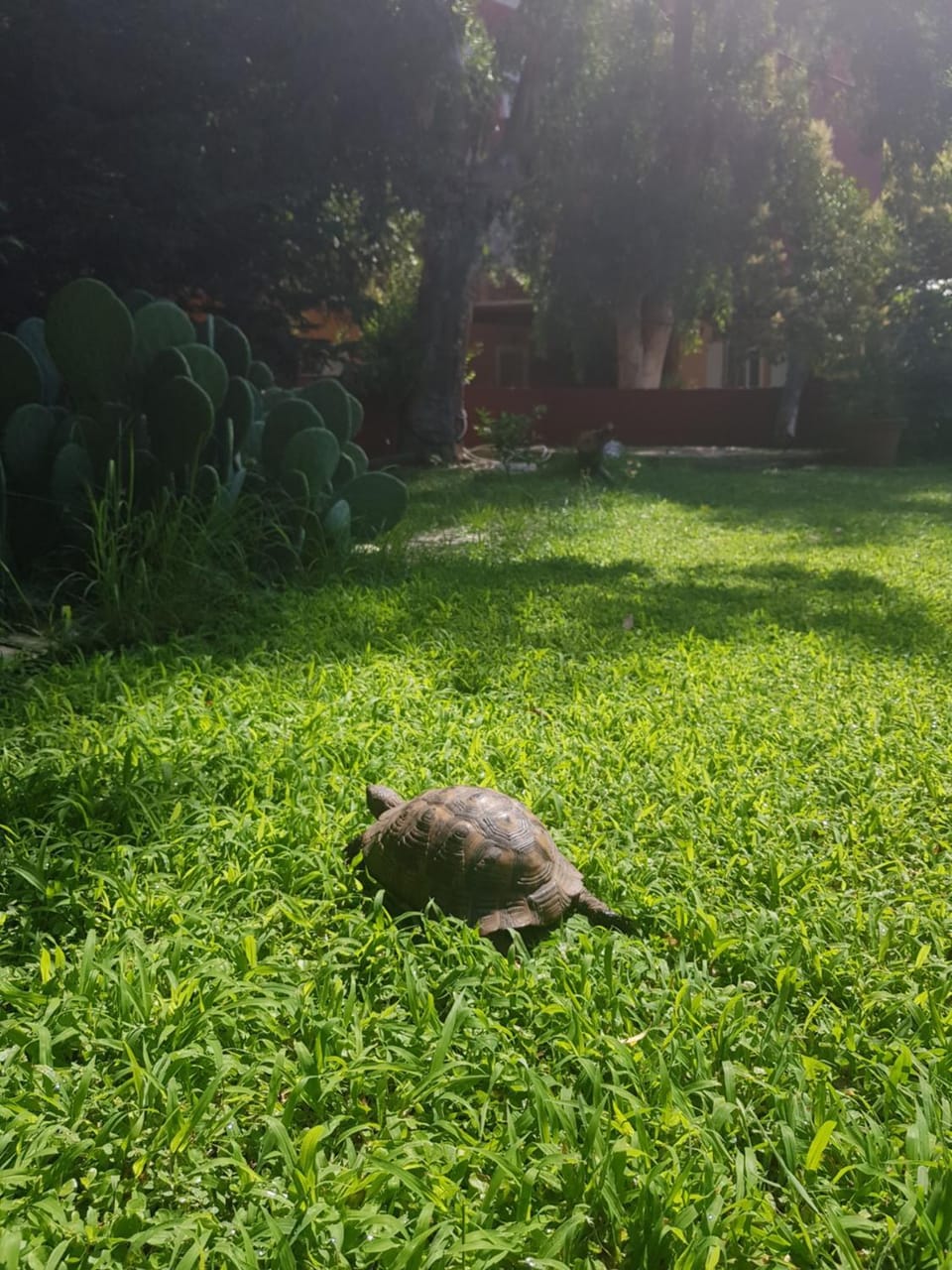 Day, Natural landscape, Summer, Garden, Animals, Garden view