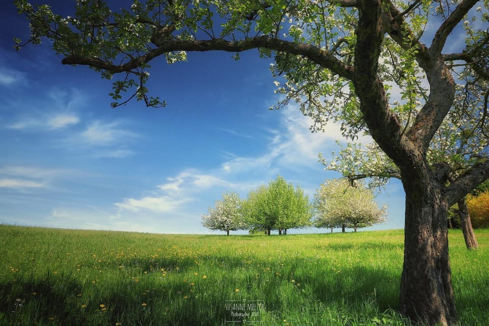 Natural landscape