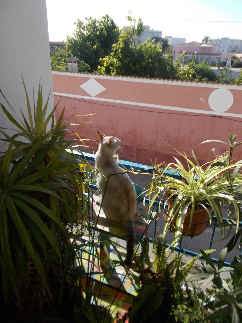 View (from property/room), Pets
