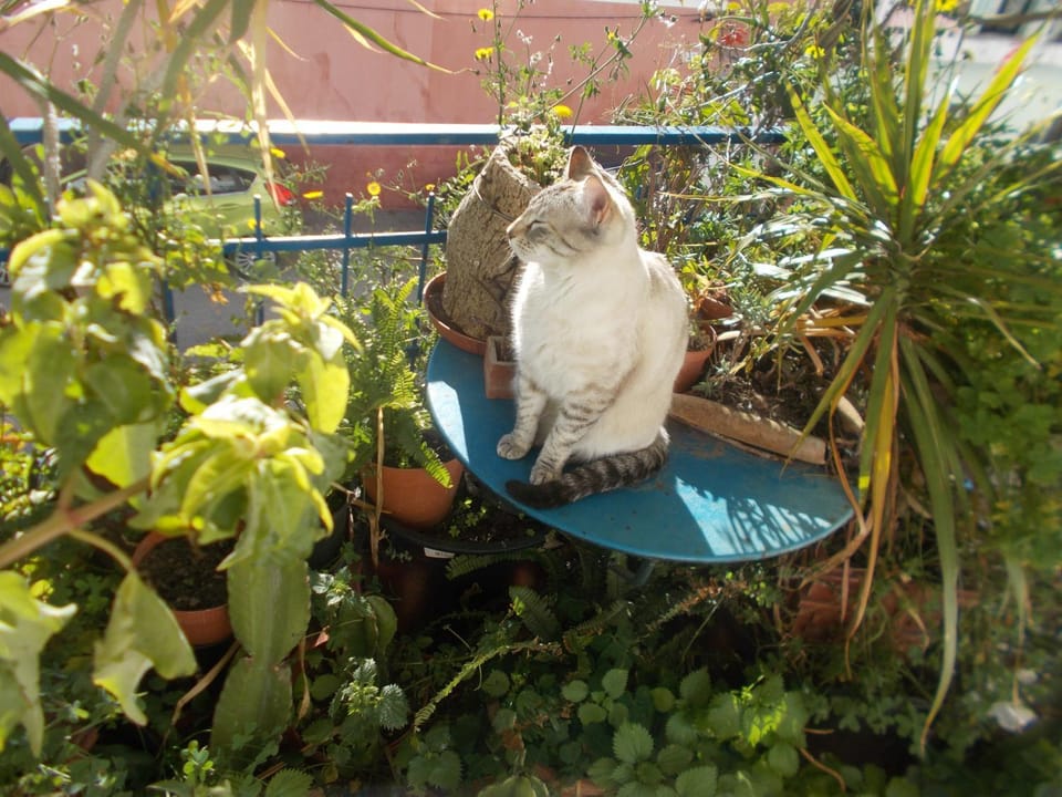 Pets