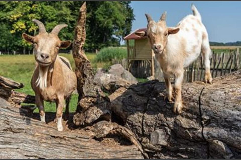 Animals