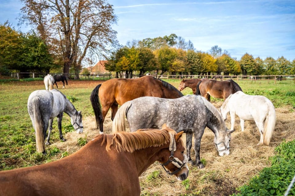 Horse-riding, Animals