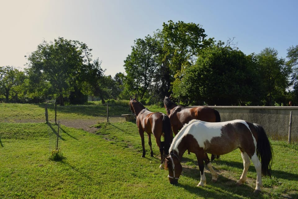 Day, Horse-riding