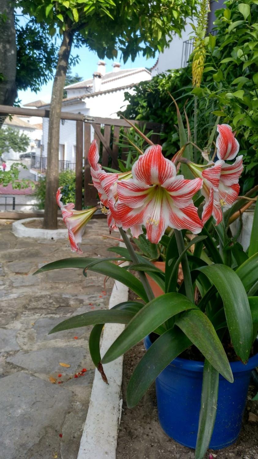 Don Claudio Country House in Grazalema