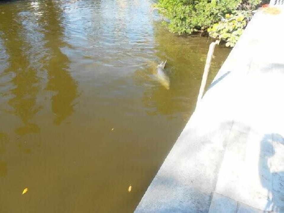 Natural landscape, Animals, River view