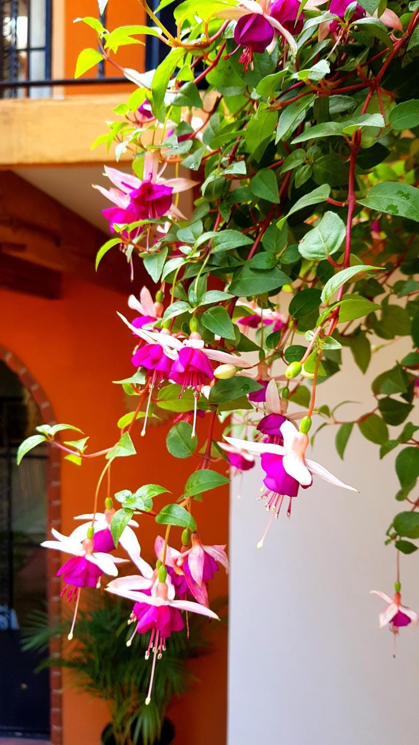 Villa Alfonsina Bed and Breakfast in Mexico City