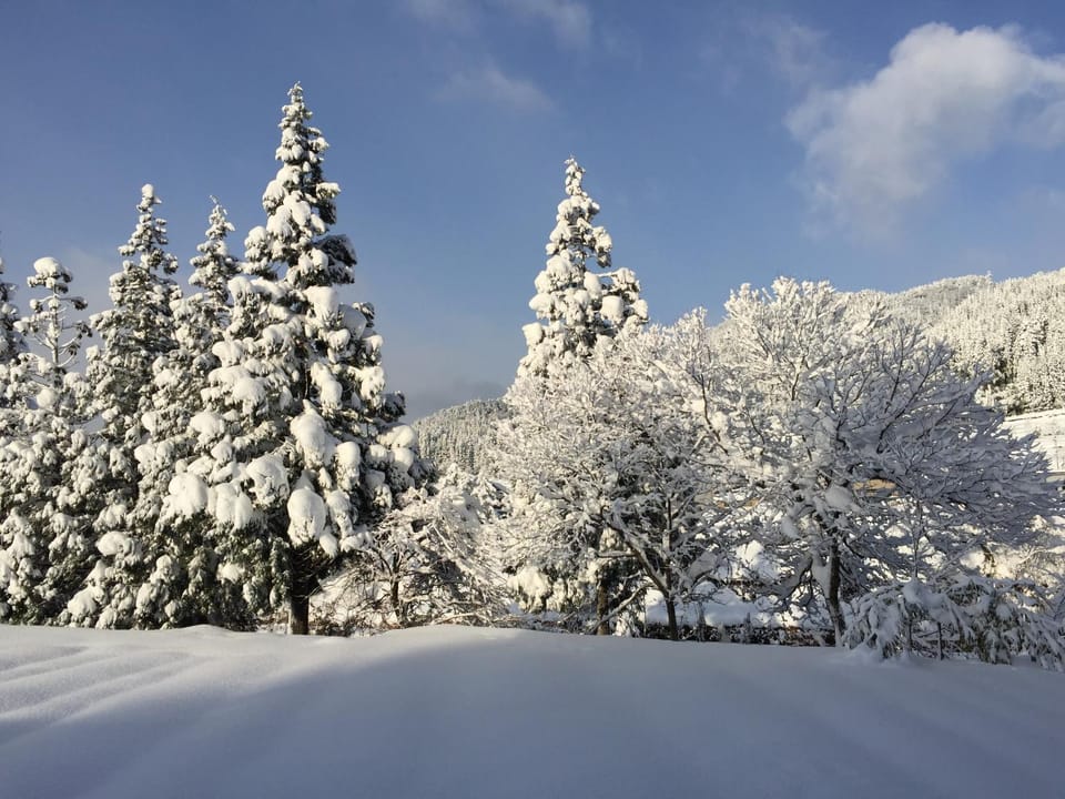 Natural landscape, Winter, View (from property/room), Garden view