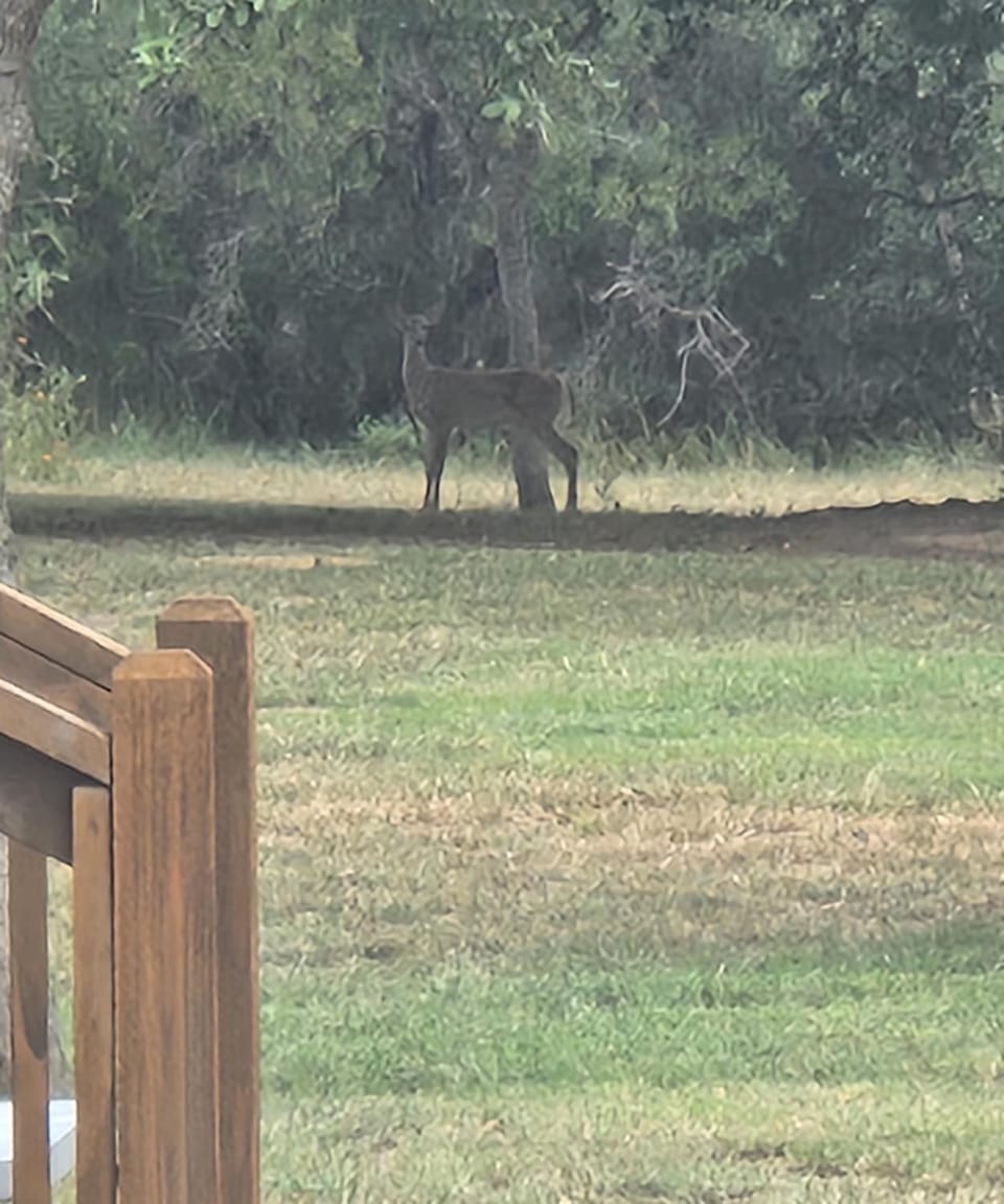 Inner courtyard view