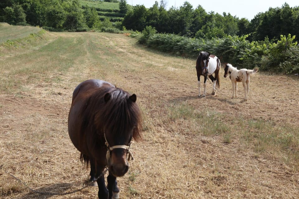 Agriturismo Pirara Farm Stay in Calabria