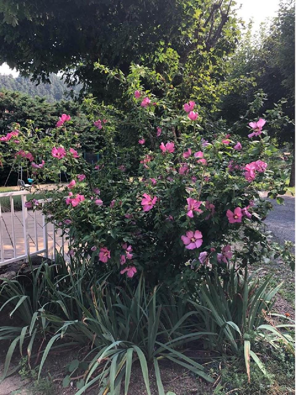 Garden, Garden view