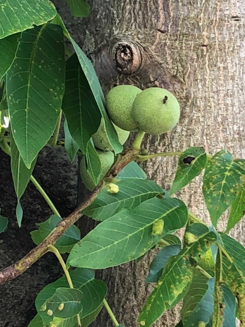 Walnusshof Bad Salzungen Apartment in Thuringia, Germany