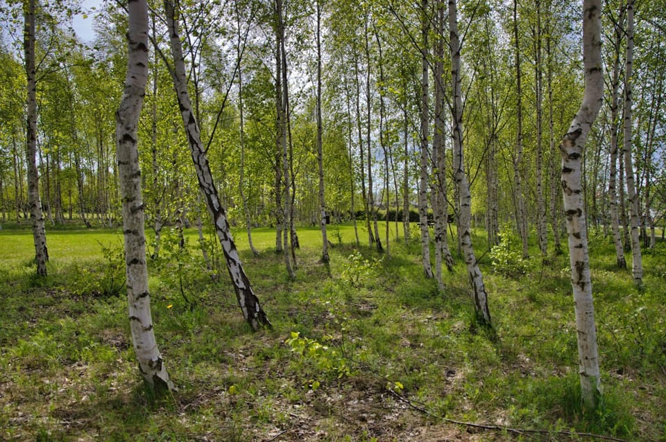 Natural landscape, Garden