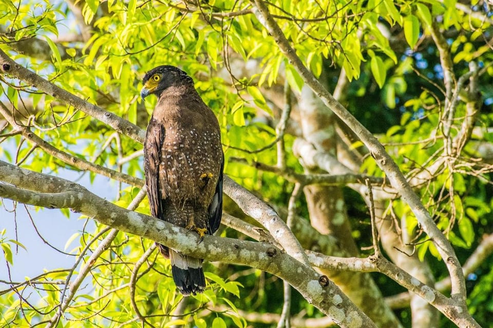 Natural landscape, Animals
