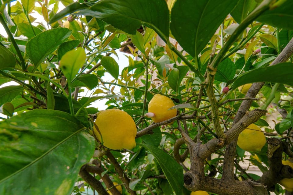 Garden, Garden