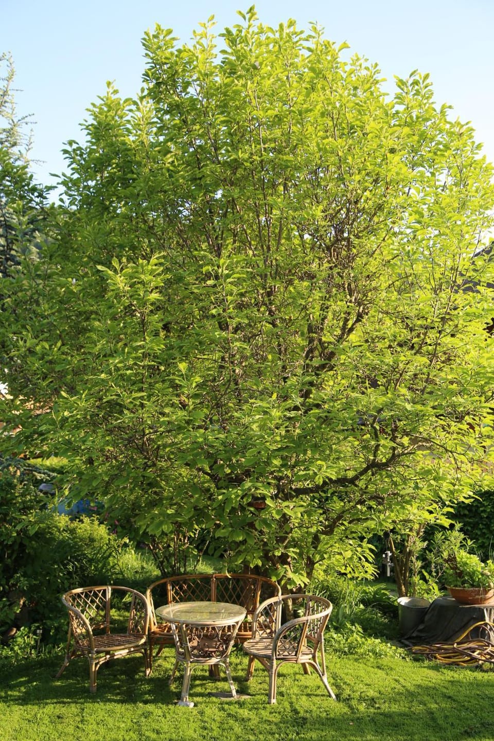 Garden view