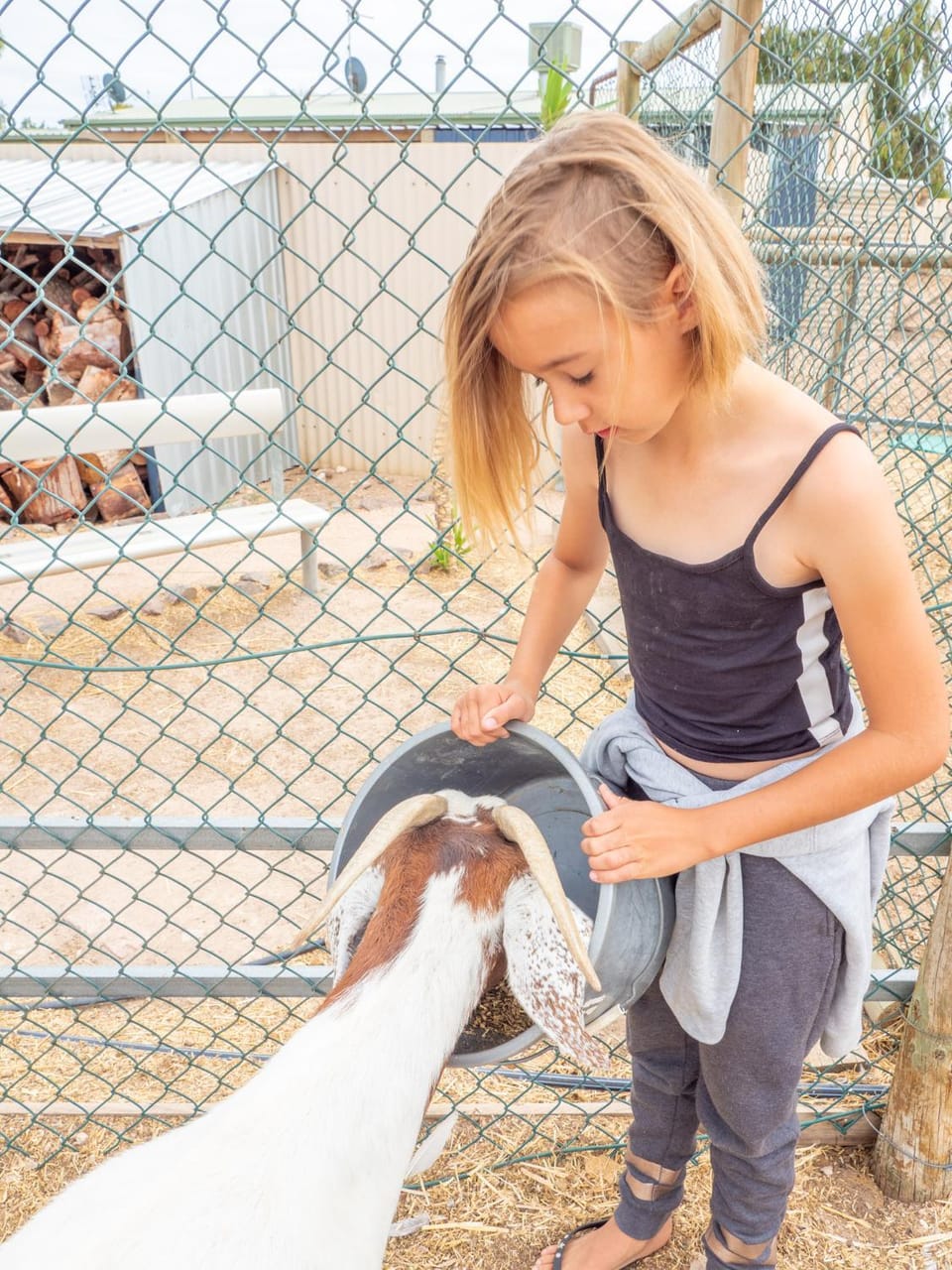 Animals, On site