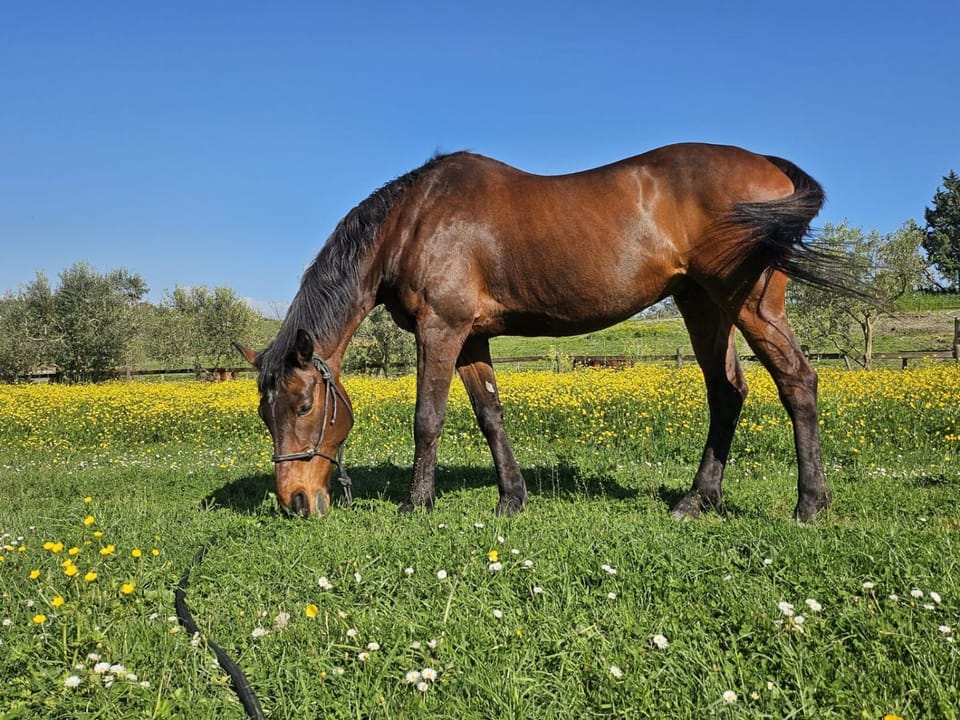Property building, Spring, Day, Natural landscape, Summer, Garden, Horse-riding, Floor plan, Animals, Garden view, Time of day